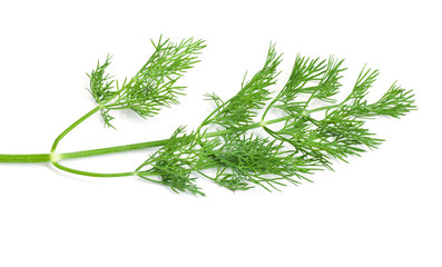 dill on white background