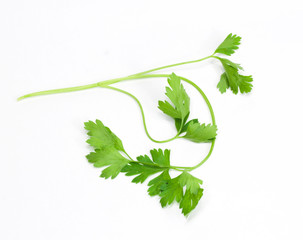 parsley on a white background
