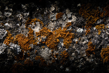 Moss on a rock in the background