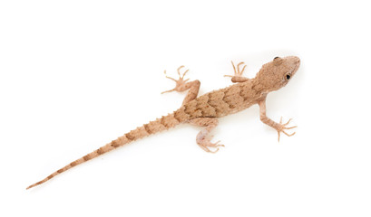 lizard on white background