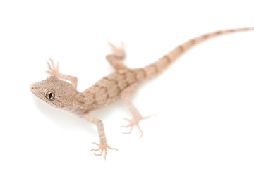 Obraz premium lizard on white background