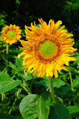 Obraz premium sunflower