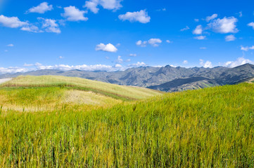 Fototapeta premium beautiful ecology scene