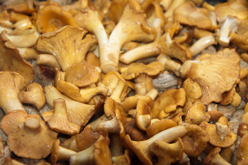 Frische Waldpilze