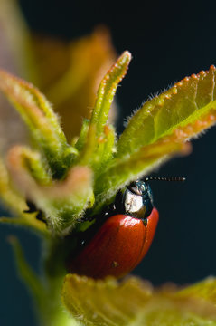 Beetle Melasoma tremulae aspen