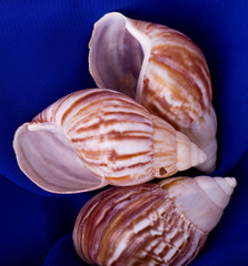 Beautiful exotic shell on blue background