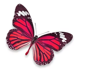 Crédence de cuisine en verre imprimé Papillon Papillon rouge