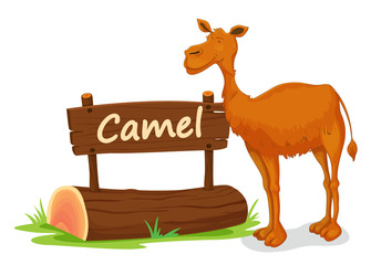 camel and name plate