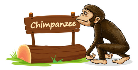chimpanzee and name plate