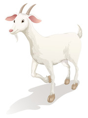 goat