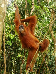 Female orangutan hanging in tree (Pongo abelii), Sumatra