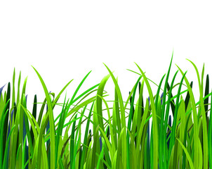fresh spring green grass Isolated On White