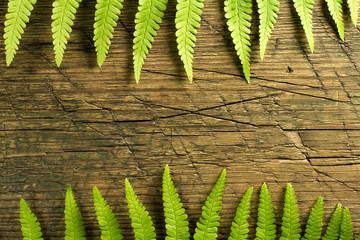 Fresh fern border on vintage wooden background with copy space