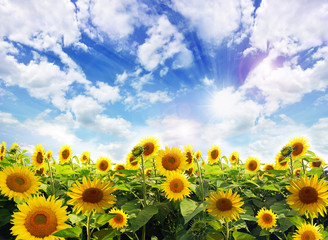 Sunflower field with blue sky and clouds