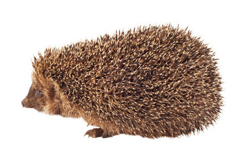 hedgehog