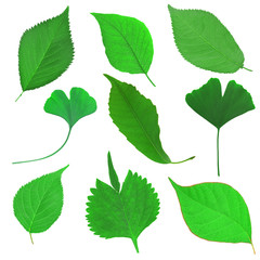 green grass on white isolated background