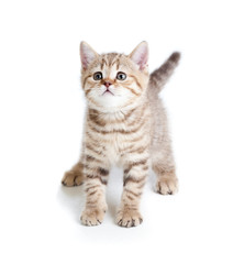 Fototapeta na wymiar funny baby cat kitten on white background