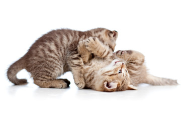 two funny cat kittens play together