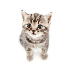 Fototapeta na wymiar top view of baby cat kitten on white background