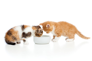 two Scottish kittens lap milk from bowl