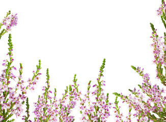 heather with light purple flowers half frame - obrazy, fototapety, plakaty