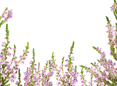 Heather With Light Purple Flowers Half Frame