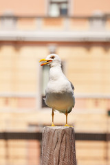 photo of a sea gull