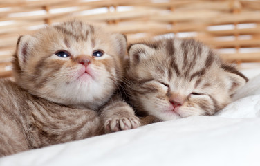 Fototapeta na wymiar Dwa zabawne małe kocięta w wiklinowym koszu