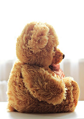 teddy bear profile