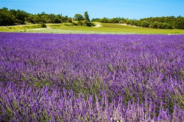 Fototapeta premium Champs de lavande en Provence, France