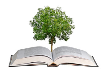 tree growing from open book