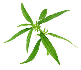 Leucas aspera or medicinal dondokolosh leaves