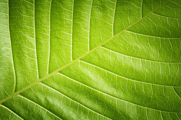 Green leaf closeup background