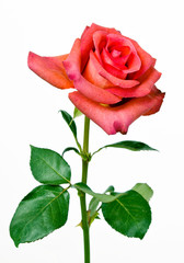 Pink roses