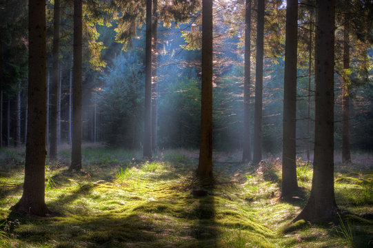 Fototapeta Early sunlight in a dark forest lightens up grass and moss.