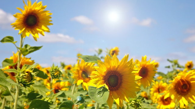 Beautiful landscape with sunflower field over cloudy blue sky an