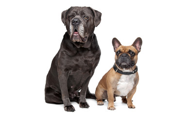 Fototapeta premium Cane Corso and French Bulldog