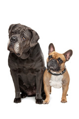 Cane Corso and French Bulldog
