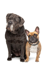 Obraz premium Cane Corso and French Bulldog