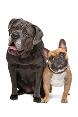Obraz premium Cane Corso and French Bulldog