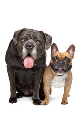 Cane Corso and French Bulldog