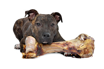American Staffordshire terrier with a big bone