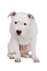 Fototapeta premium American Bulldog