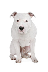 Fototapeta premium American Bulldog