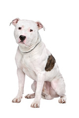 Obraz premium American Bulldog