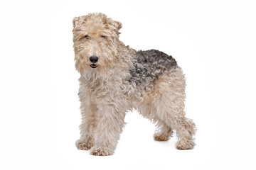 Wirehaired fox terrier