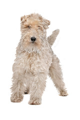 Wirehaired fox terrier