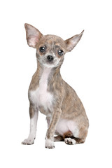 Obraz premium chihuahua