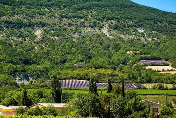 Gardinen Champs de lavande en Provence © Alexi Tauzin