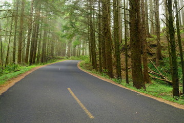 Naklejka premium road in deep forest
